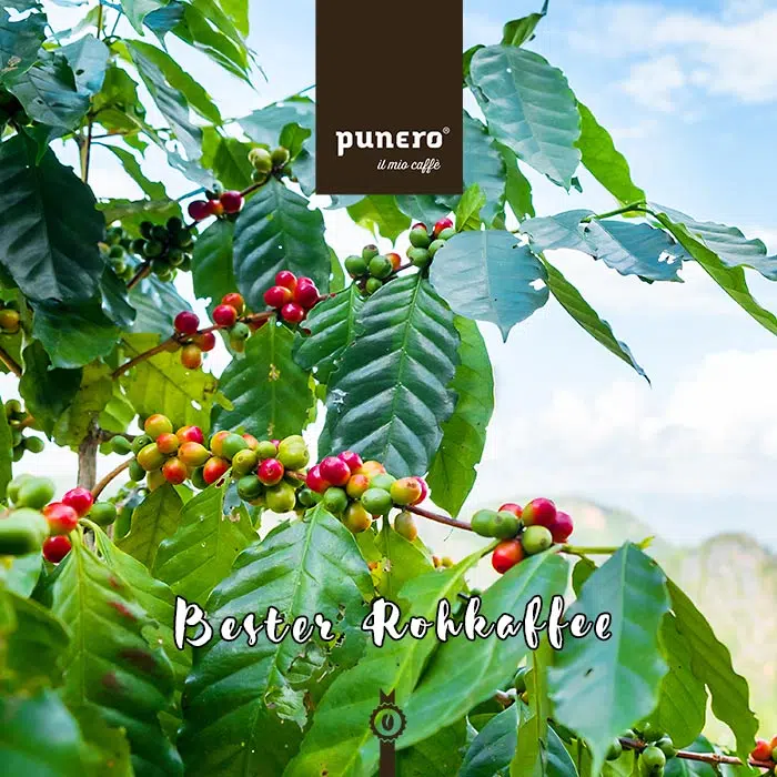 punero geröstet mit besten Rohkaffee